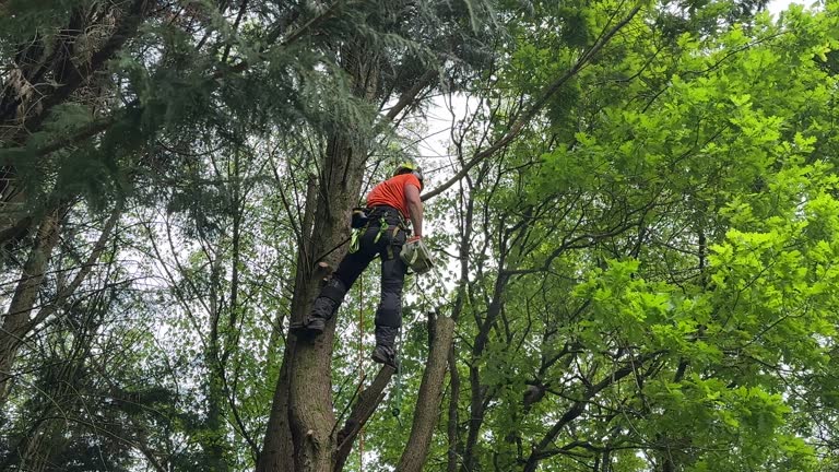 Best Tree Planting Services  in Green Island, NY